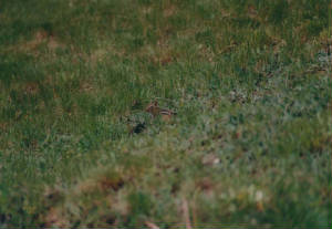 chipmunk.jpg