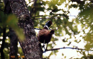 pheasant.jpg
